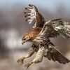 redhawkshop